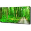 Foto obraz na plátne Stromy v lese 100x50 cm Foto obraz na plátne Stromy v lese 100x50 cm