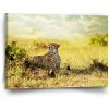 Sablio Obraz Gepard - 90x60 cm Sablio Obraz Gepard - 90x60 cm