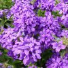 Zvonček klbkatý - Campanula glomerata - semená zvončeka - 600 ks Zvonček klbkatý - Campanula glomerata - semená zvončeka - 600 ks