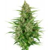 Sensi Seeds Double Kush Cake Auto Balenie: 10 ks 0% THC Sensi Seeds Double Kush Cake Auto Balenie: 10 ks 0% THC