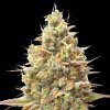 Advanced Seeds - Auto Strawberry Banana 5 ks - Semená neobsahujú THC. Advanced Seeds - Auto Strawberry Banana 5 ks - Semená neobsahujú THC.