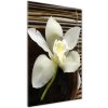 Vertikálny foto obraz sklenený Orchidea 50x100 cm Vertikálny foto obraz sklenený Orchidea 50x100 cm