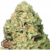 Heavyweight Seeds - Fruit Punch 10 ks - Semená neobsahujú THC Heavyweight Seeds - Fruit Punch 10 ks - Semená neobsahujú THC