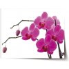 Sablio Plagát Fialové orchidey - 90x60 cm Sablio Plagát Fialové orchidey - 90x60 cm