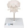 Model ľudského atlasu a axisu s tylovou kosťou (Anatomické modely) Model ľudského atlasu a axisu s tylovou kosťou (Anatomické modely)