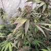 Fast Buds - Biscotti Gelato 10 ks - Semená neobsahujú THC Fast Buds - Biscotti Gelato 10 ks - Semená neobsahujú THC