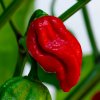 Chilli Naga Viper - Capsicum chinense - semená chilli - 6 ks Chilli Naga Viper - Capsicum chinense - semená chilli - 6 ks