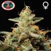 Big Buddha Seeds - Kush Mintz 5 ks - Semienka neobsahujú THC Big Buddha Seeds - Kush Mintz 5 ks - Semienka neobsahujú THC