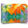 Sablio Obraz Oranžová gerbera - 90x60 cm Sablio Obraz Oranžová gerbera - 90x60 cm