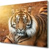 Sklenená doska na krájanie Bengálsky tiger 60x52 cm Sklenená doska na krájanie Bengálsky tiger 60x52 cm