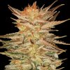 Paradise Seeds - Ice Cream 10 ks - Semená neobsahujú THC Paradise Seeds - Ice Cream 10 ks - Semená neobsahujú THC