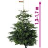Živý vianočný stromček jedľa dánska Nordmann Gold 130-170 cm Živý vianočný stromček jedľa dánska Nordmann Gold 130-170 cm