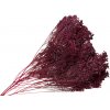 Sušené kvety Broom Bloom kytica 100g - tmavé bordové Sušené kvety Broom Bloom kytica 100g - tmavé bordové