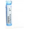 Magnesia Phosphorica gra.1 x 4 g 9CH Magnesia Phosphorica gra.1 x 4 g 9CH