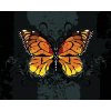 Diamantové maľovanie Diamondi - ORANŽOVÝ MOTÝĽ NA ČIERNOM POZADIE, 40x50 cm, bez rámu a bez vypnutia plátna (606241A) Diamantové maľovanie Diamondi - ORANŽOVÝ MOTÝĽ NA ČIERNOM POZADIE, 40x50 cm, bez rámu a bez vypnutia plátna (606241A)