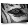 Sablio Obraz Oko zebry - 90x60 cm Sablio Obraz Oko zebry - 90x60 cm