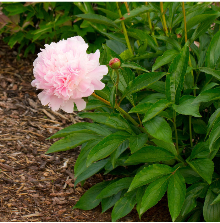 Pivónia Amabilis - Paeonia lactiflora - hľuzy pivónie - 1 ks