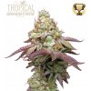 Seedstockers Superior - Tropical Zmoothie 5 ks - Semená neobsahujú THC Seedstockers Superior - Tropical Zmoothie 5 ks - Semená neobsahujú THC