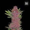 Bulk Seed Bank - Auto Purple Glam Kush 1000 ks - Semená neobsahujú THC Bulk Seed Bank - Auto Purple Glam Kush 1000 ks - Semená neobsahujú THC