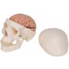 Klasický model ľudskej lebky s mozgom, 8 častí (Anatomické modely) Klasický model ľudskej lebky s mozgom, 8 častí (Anatomické modely)