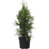 Tuja západná Thuja Occidentalis Smaragd výška 50 - 60 cm Tuja západná Thuja Occidentalis Smaragd výška 50 - 60 cm
