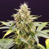 Humboldt Seed Organization - Chocolate Mint OG Auto 5 ks - Semená neobsahujú THC. Humboldt Seed Organization - Chocolate Mint OG Auto 5 ks - Semená neobsahujú THC.