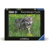 RAVENSBURGER Puzzle Nebojácny vlk 1000 dielikov RAVENSBURGER Puzzle Nebojácny vlk 1000 dielikov