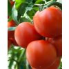 Paradajky Krakus semená 1 g Paradajky Krakus semená 1 g