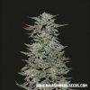 Kalashnikov Seeds - Boy Scout Cookies 5 ks - Semená neobsahujú THC Kalashnikov Seeds - Boy Scout Cookies 5 ks - Semená neobsahujú THC