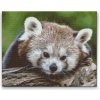 Vymalujsisam.sk Diamantovanie podľa čísiel - Červená panda Veľkosť: 40x50cm, Rám: Na kartónovej doske, Diamanty: Hranaté Vymalujsisam.sk Diamantovanie podľa čísiel - Červená panda Veľkosť: 40x50cm, Rám: Na kartónovej doske, Diamanty: Hranaté