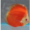 Discus Super Red Melon 10-12cm - Symphysodon discus Discus Super Red Melon 10-12cm - Symphysodon discus