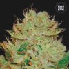 Bulk Seed Bank - Auto Bigger Bud 500 ks - Semená neobsahujú THC Bulk Seed Bank - Auto Bigger Bud 500 ks - Semená neobsahujú THC
