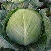 Kapusta Aros F1 - Brassica oleracea - semená - 100 ks Kapusta Aros F1 - Brassica oleracea - semená - 100 ks