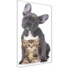 Vertikálny foto obraz sklenený Pes a mačka 50x100 cm Vertikálny foto obraz sklenený Pes a mačka 50x100 cm