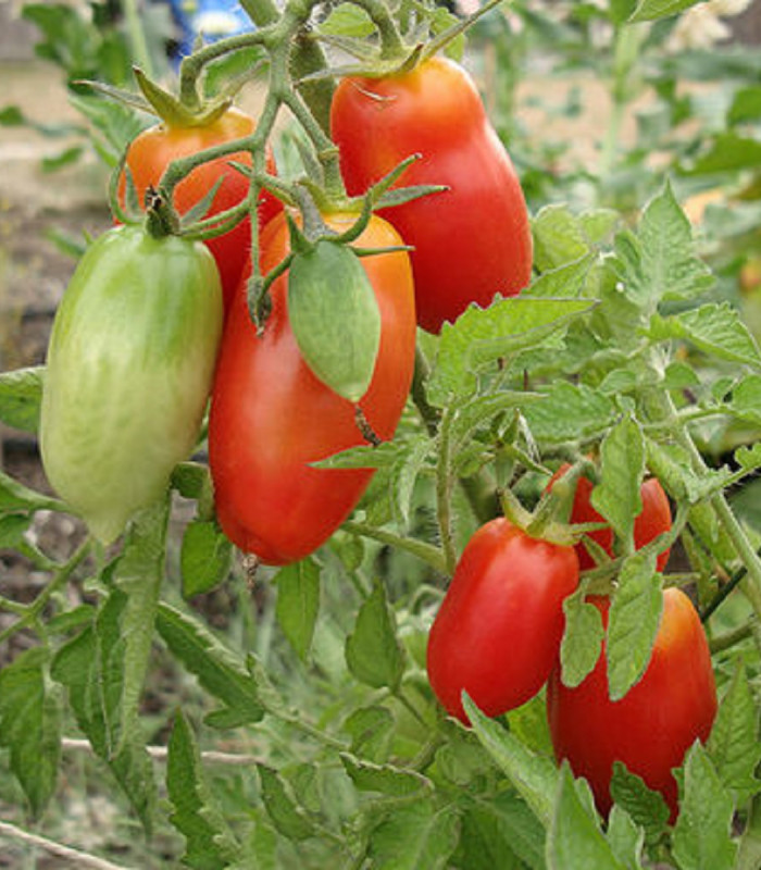 BIO Paradajka San Marzano - Solanum lycopersicum - bio semená paradajky - 7 ks