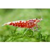 Caridina Pinto var. Red Galaxy Caridina Pinto var. Red Galaxy