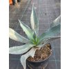 Agave franzosinii v šírke 50 cm Agave franzosinii v šírke 50 cm