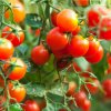 Divoká paradajka Rote Murmel - Solanum pimpinellifolium - predaj semien - 10 ks Divoká paradajka Rote Murmel - Solanum pimpinellifolium - predaj semien - 10 ks