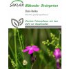Saflax Skalný klinček - 75 zŕn