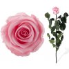 Stabilizovaná ruže - svetlo ružová (Voľné balenie , Light pink) Stabilizovaná ruže - svetlo ružová (Voľné balenie , Light pink)