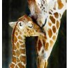 Diamantové maľovanie Gaira Žirafy D0017 (D0017) Diamantové maľovanie Gaira Žirafy D0017 (D0017)