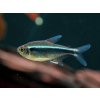 Aquascaperi Neonka čierna - Hyphessobrycon / herbertaxelrodi Aquascaperi Neonka čierna - Hyphessobrycon / herbertaxelrodi