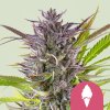 Royal Queen Seeds Cannabis Seeds Green Gelato Feminized 1 ks Royal Queen Seeds Cannabis Seeds Green Gelato Feminized 1 ks