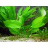 Echinodorus horizontalis (Košíčková Ø 5,5 cm) Echinodorus horizontalis (Košíčková Ø 5,5 cm)