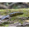 Wobler RAPALA Deep Tail Dancer TDD 9cm – Live Perch Wobler RAPALA Deep Tail Dancer TDD 9cm – Live Perch
