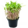 Microgreens, semínka na klíčky - Fazole mungo 50g Microgreens, semínka na klíčky - Fazole mungo 50g
