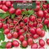 Semená paradajok Premium Seeds Malinový klobúčik 0,10 g Semená paradajok Premium Seeds Malinový klobúčik 0,10 g