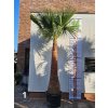 Washingtonia robusta s hladkým kmeňom s výškou kmeňa 215 cm Konkrétna rastlina podľa fotografie: Rastlina č. 1 (fotografia 1) Washingtonia robusta s hladkým kmeňom s výškou kmeňa 215 cm Konkrétna rastlina podľa fotografie: Rastlina č. 1 (fotografia 1)