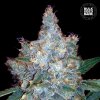 Bulk Seed Bank - Auto Blueberry Berry 5 ks - Semená neobsahujú THC Bulk Seed Bank - Auto Blueberry Berry 5 ks - Semená neobsahujú THC