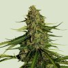 Royal Queen Seeds - Gaia F1 1 ks - semená neobsahujú THC Royal Queen Seeds - Gaia F1 1 ks - semená neobsahujú THC